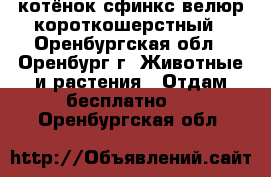 котёнок сфинкс велюр короткошерстный - Оренбургская обл., Оренбург г. Животные и растения » Отдам бесплатно   . Оренбургская обл.